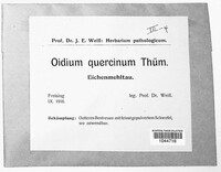 Oidium quercinum image